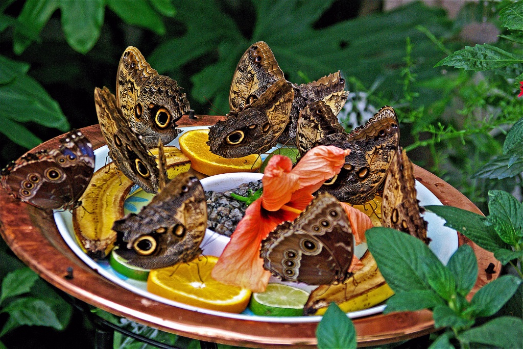 Hungry Butterflys at a Museum in Canada.