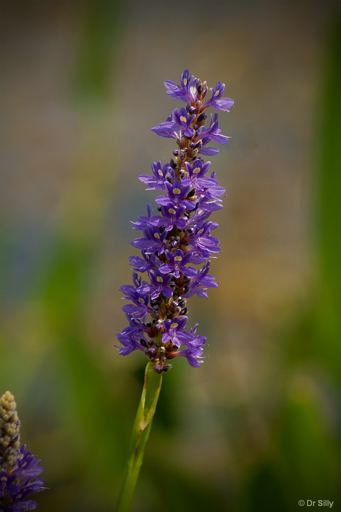 Purple Flower