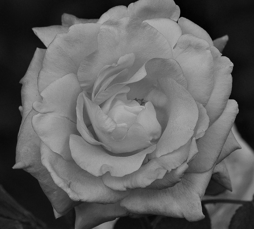 Black & White Rose 2