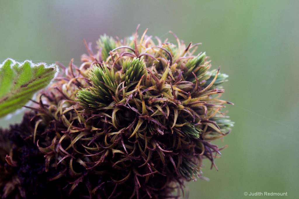 Strange plant