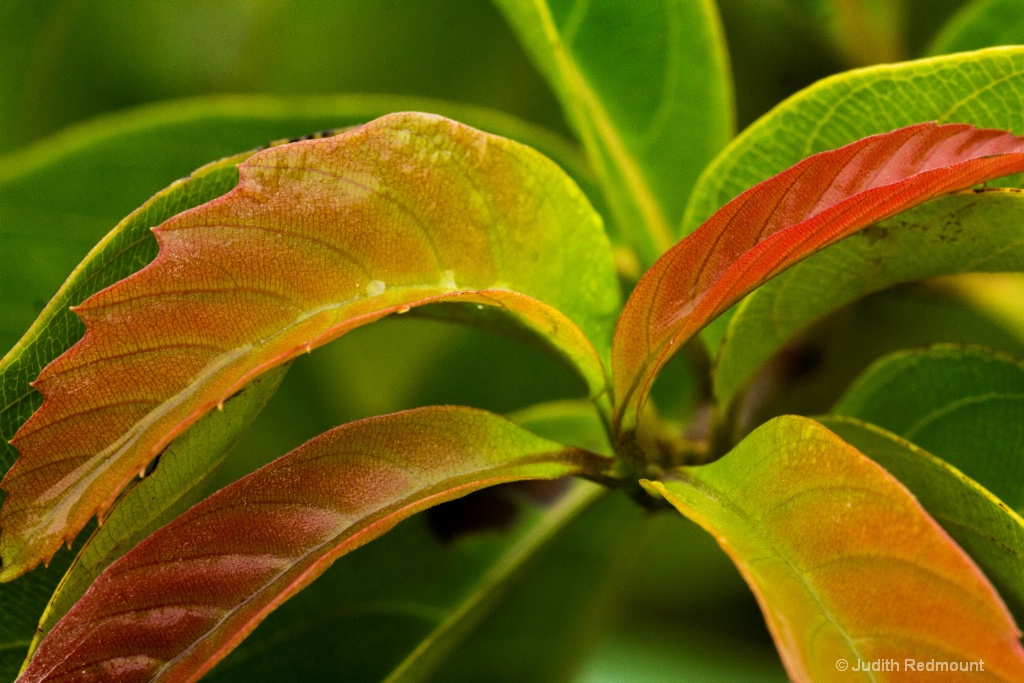 Coloured leaves 