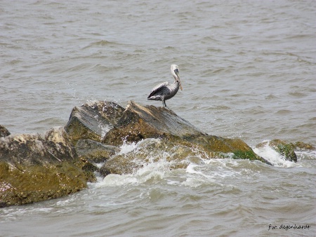 Pelican on the Rock