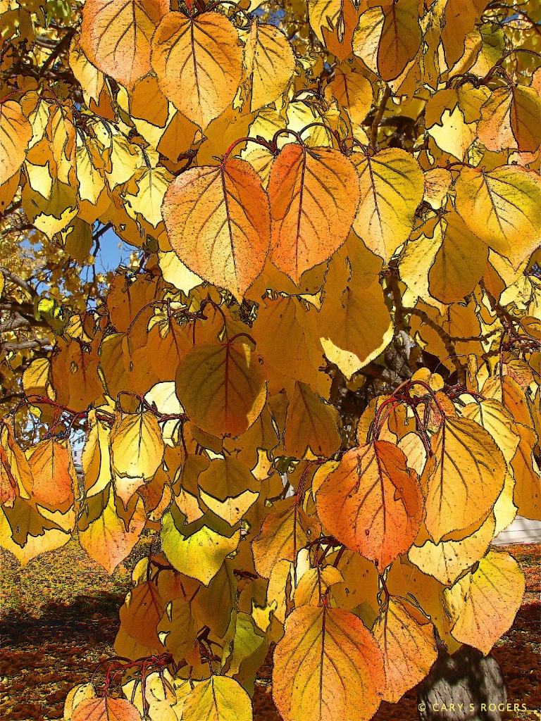 An Apricot Tree in Autumn