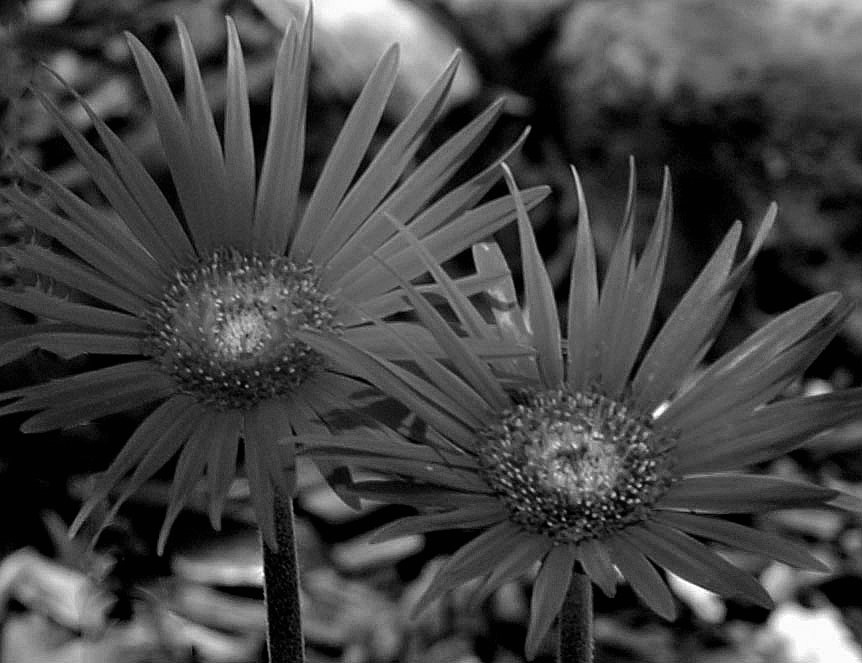 Black & White Flower 3