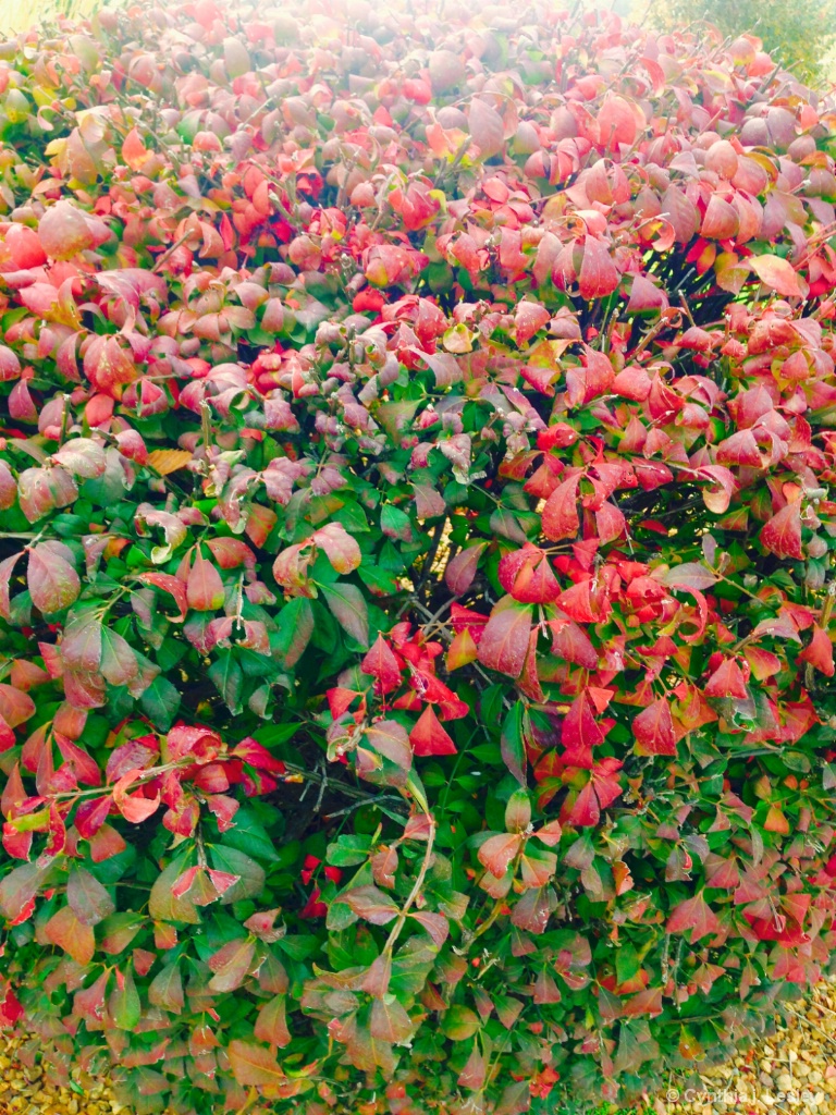 Bush changing colors for autumn