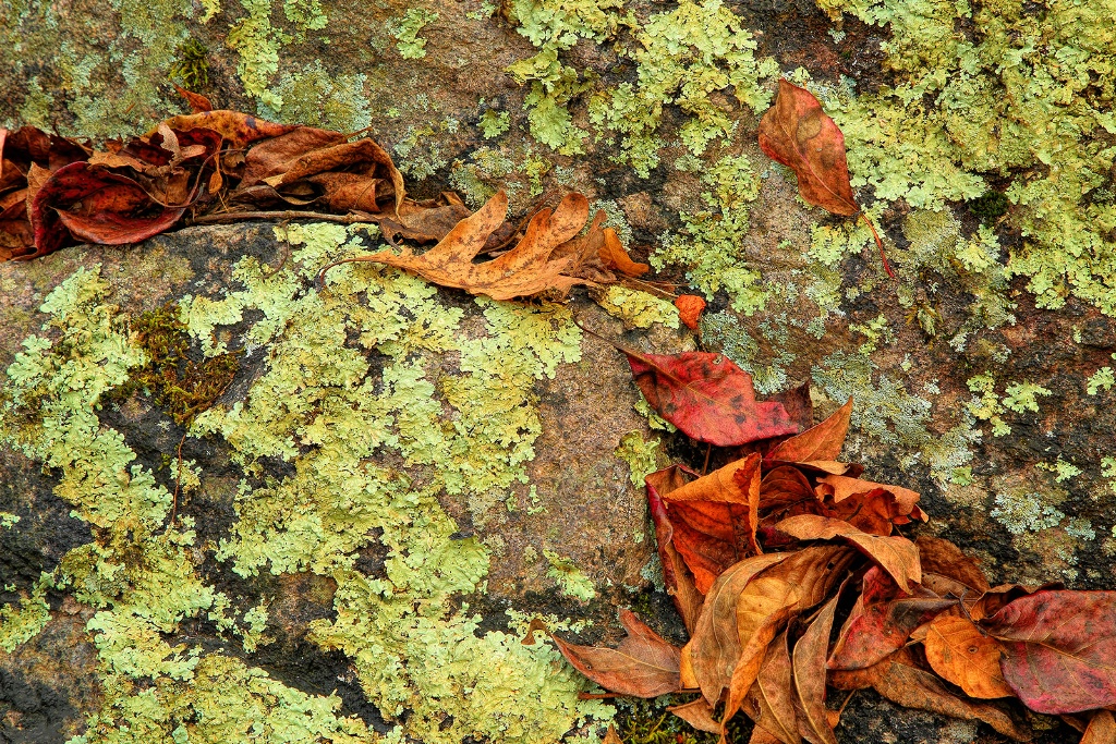 Fall Color and Lichen