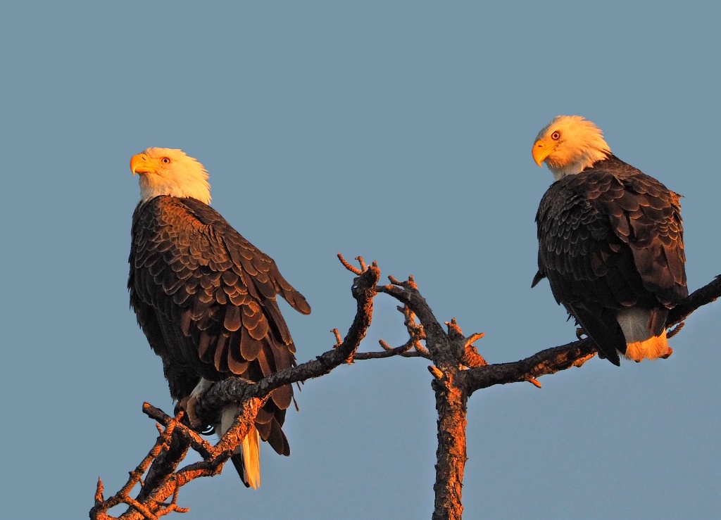 Eagles of McArthur Palm