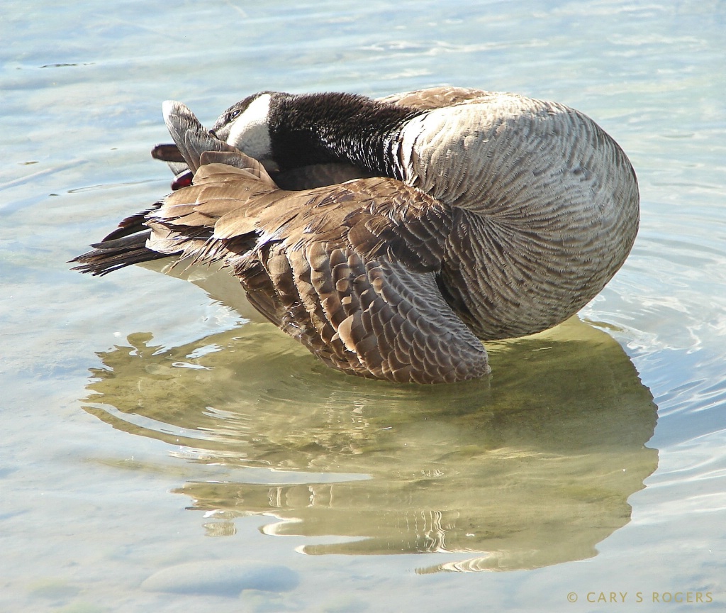 Twisted Goose