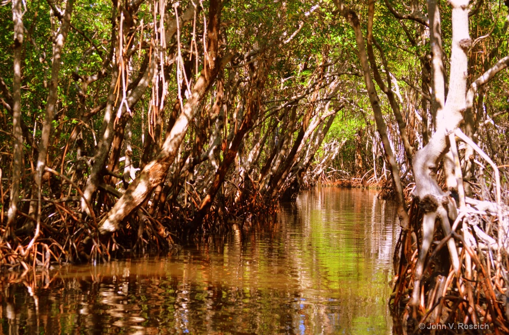 TREES OF THE EVERGLADES - ID: 15486153 © John V. Roscich