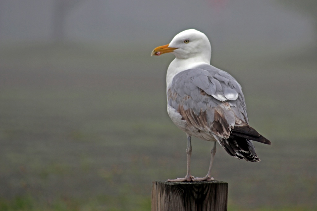 Gull