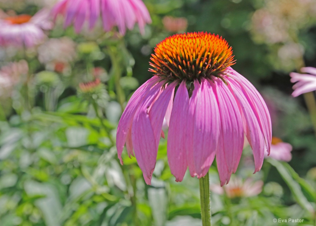 Cone Flower