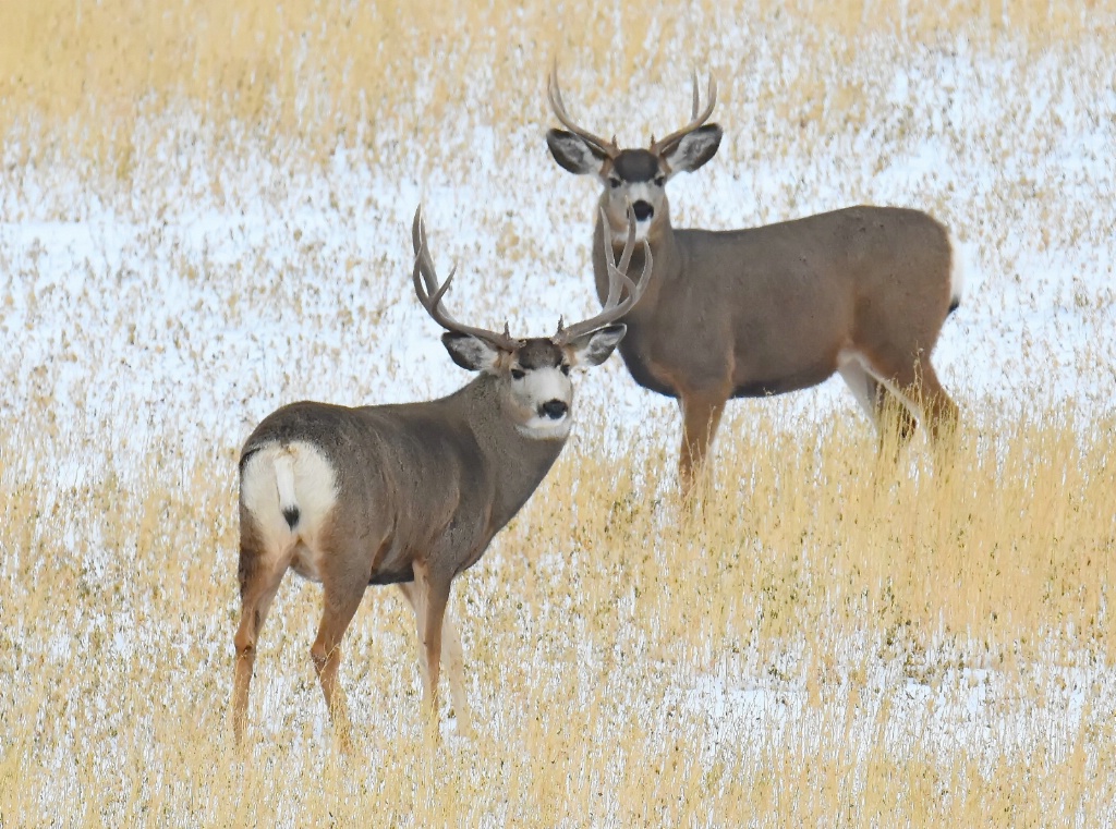 The Mule Deer Bucks