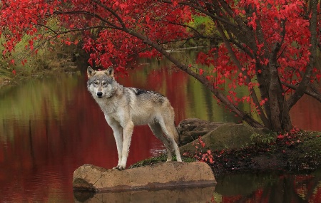 Wolf in Red