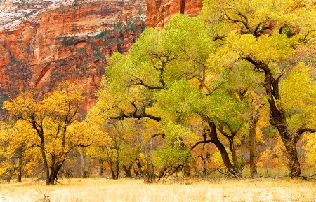 Cottonwoods in Zion Canyon