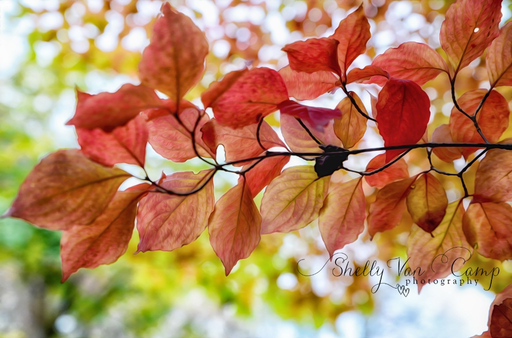 Red Leaves