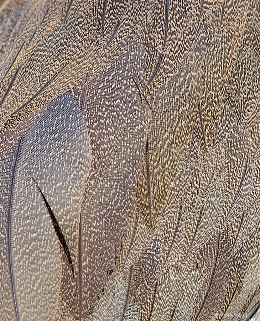 Tiger Heron Wing Pattern
