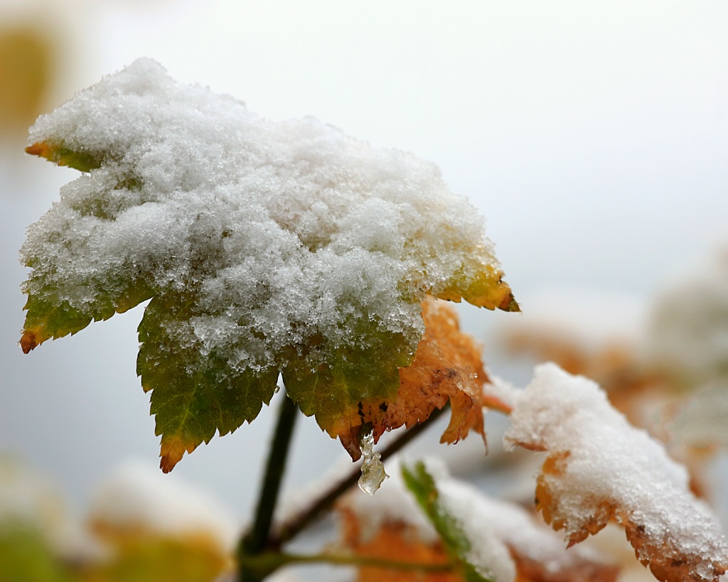 Snow Day