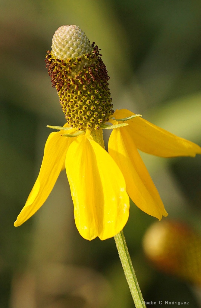 Yellow Prairie Coneflower