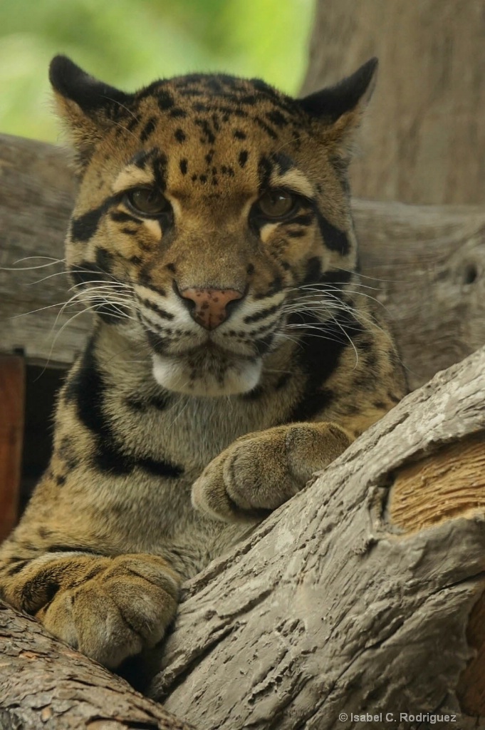 Clouded Leopard Kitty(C)