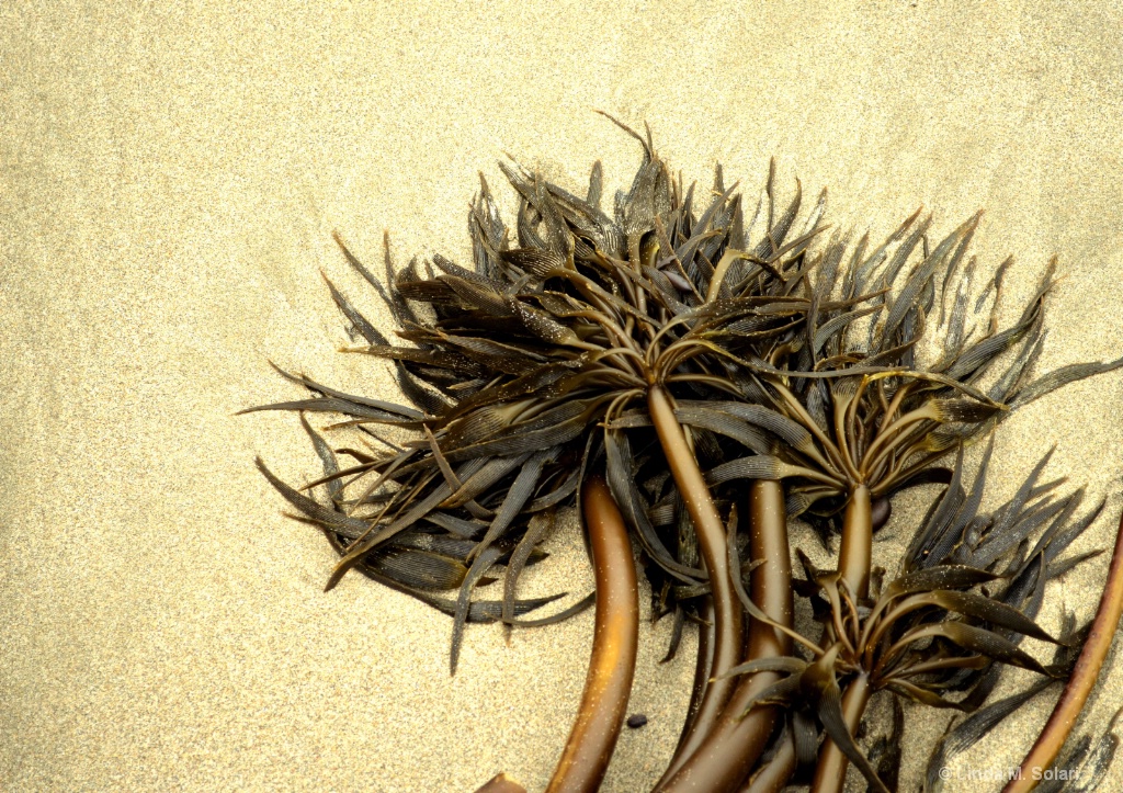 Seaweed Palm Trees