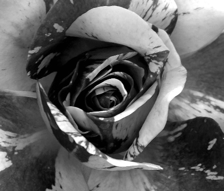 black & white rose 3