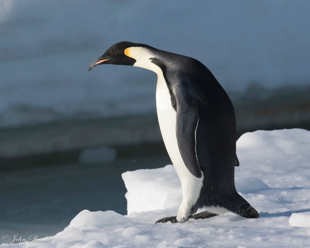 Emperor Penguin - March 2nd, 2017 - ID: 15486914 © John Shemilt