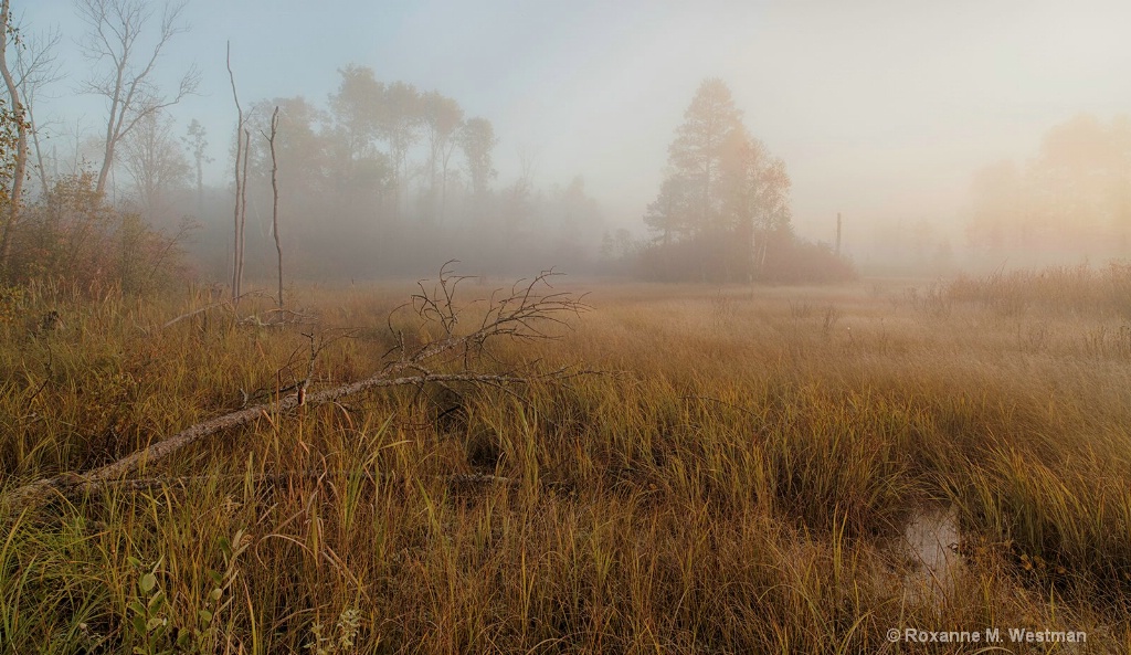 Paul Bunyan state forest on a foggy morning - ID: 15486977 © Roxanne M. Westman