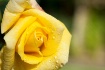 Morning Dew