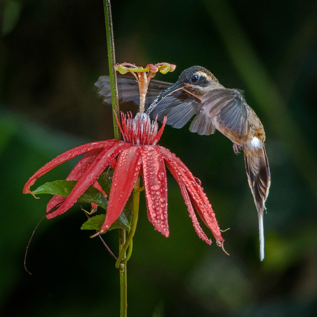 Hummingbird