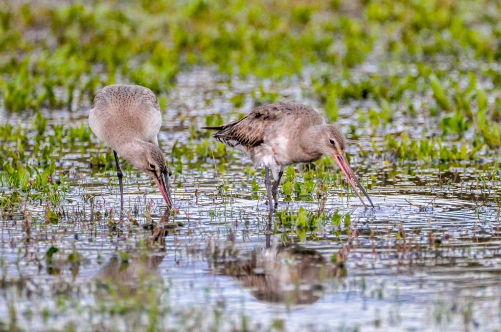 Hudsonian Godwits