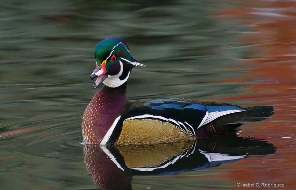 Wood Duck Attitude