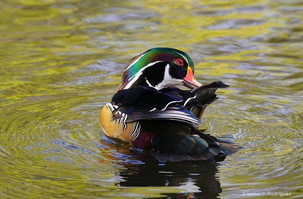 Wood Duck Detailing