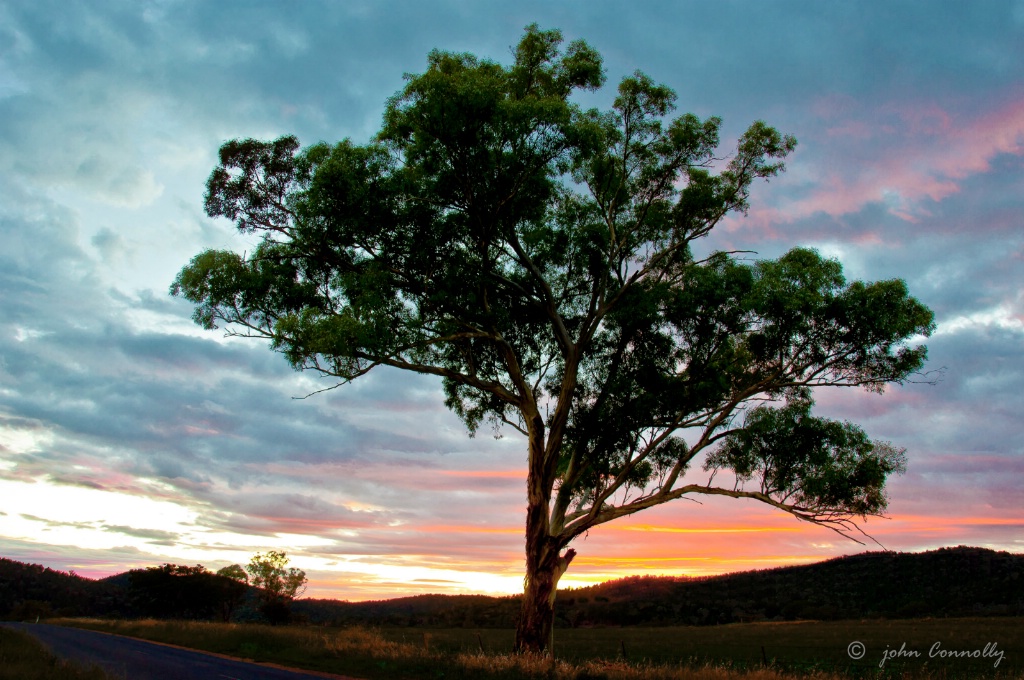 A Stringy Bark Gum Tree