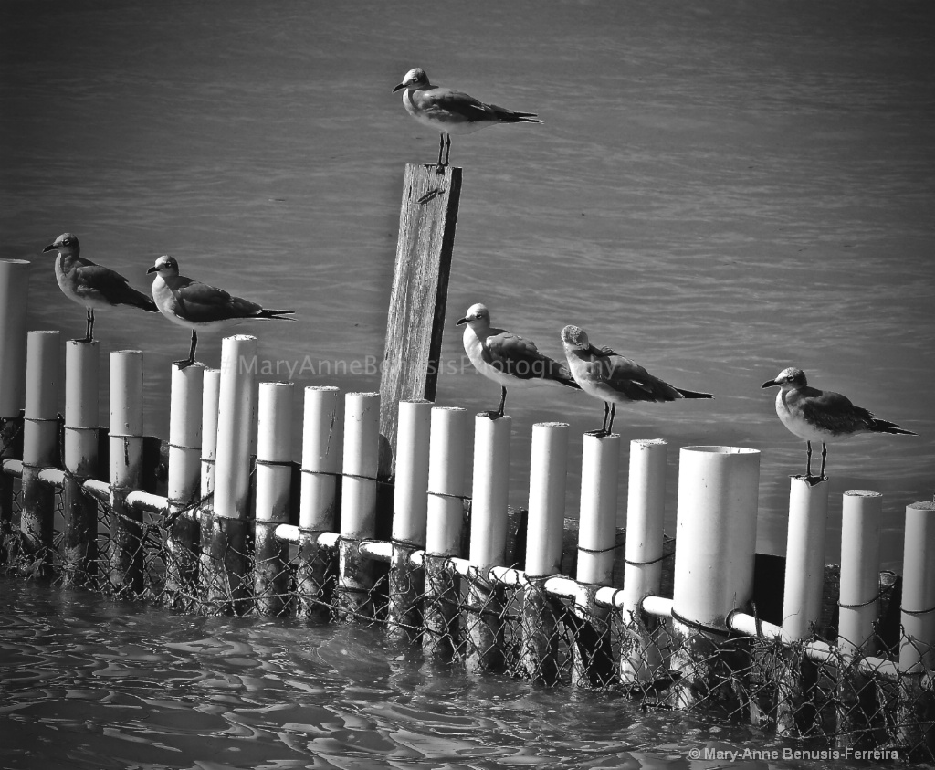 B/W Cancun Seagulls  - ID: 15487689 © Mary-Anne Benusis