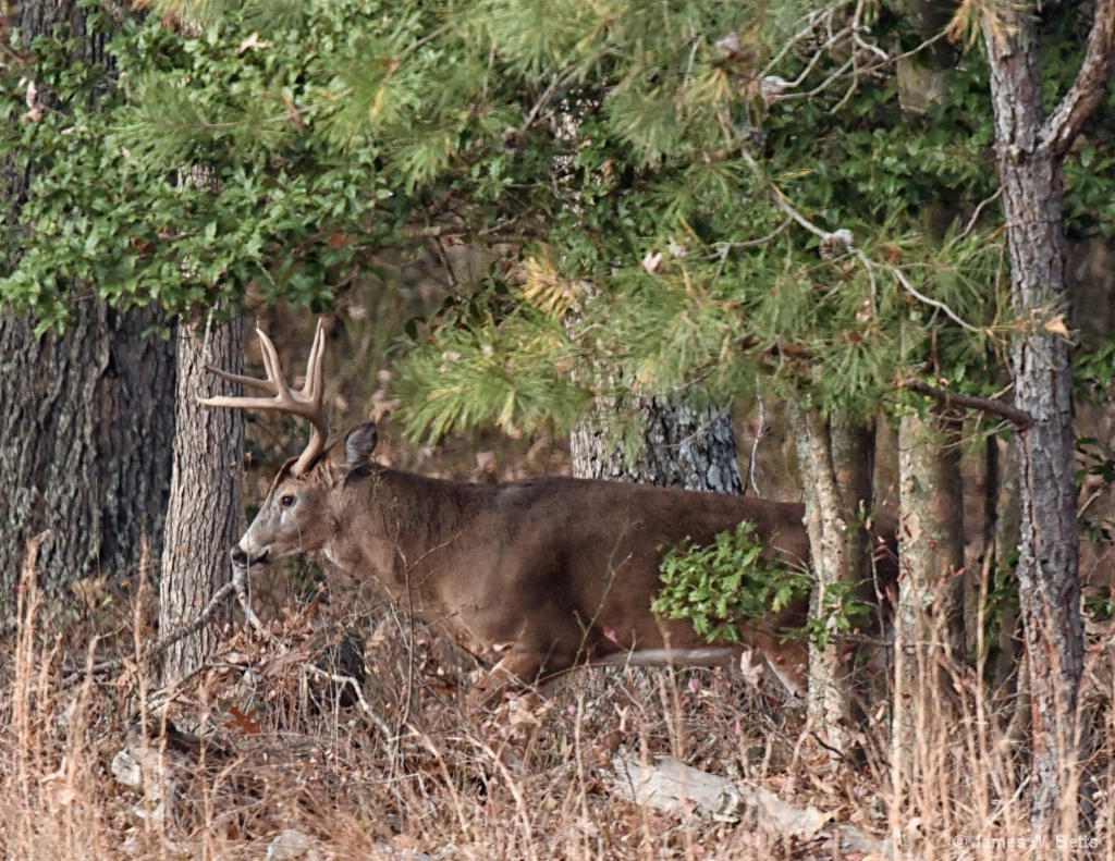 Farm Buck