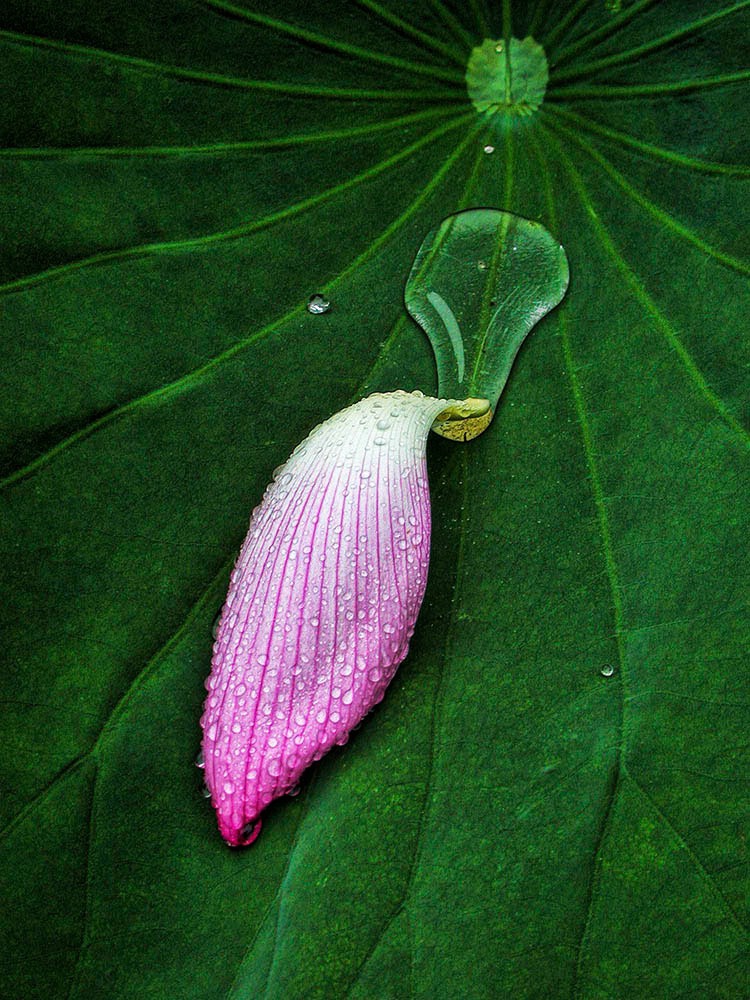 Lily Petal On Leaf