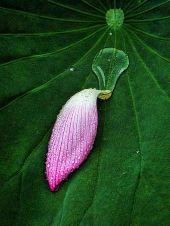 Lily Petal On Leaf