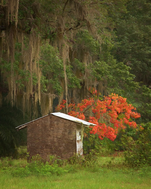 Live Oak, Royal Poinciana, and a Shed