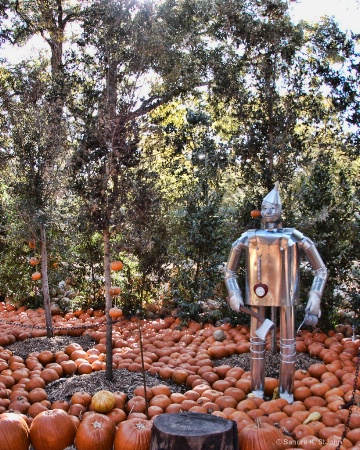 Tin Man in the Trees