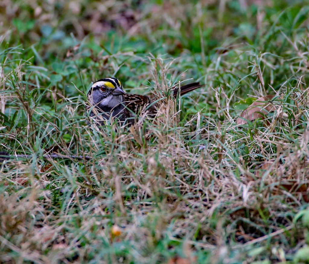 White throated Sparrow 