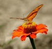 Butterfly in Beli...