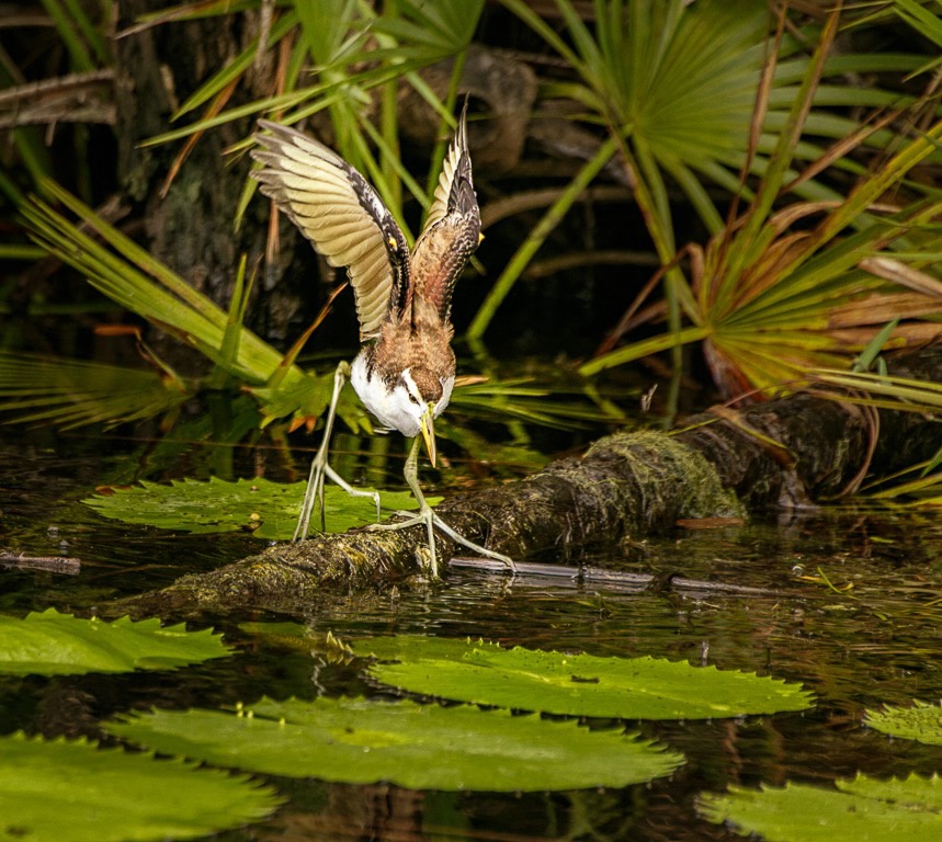 Walking on water