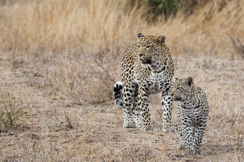 Family Stroll - ID: 15487974 © Louise Wolbers