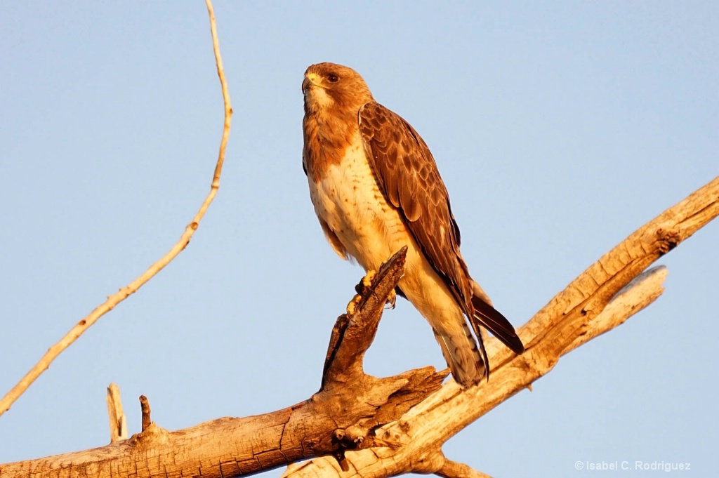 Swainson's Perch