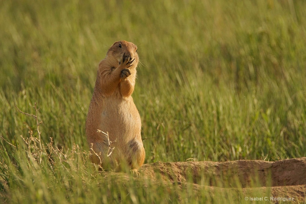 OMG Prairie Dog