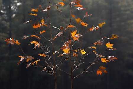 Butterflies on a Tree