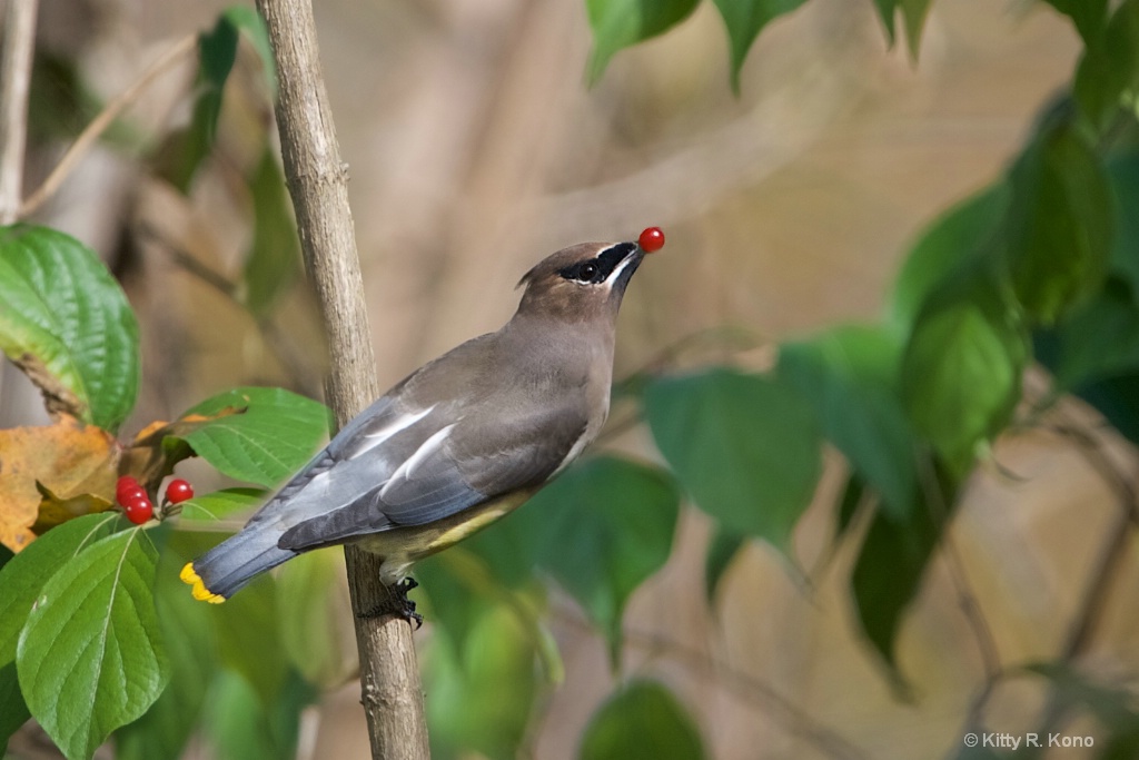 Cedar Waxwing and the Berry 