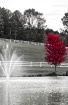 The Red Tree