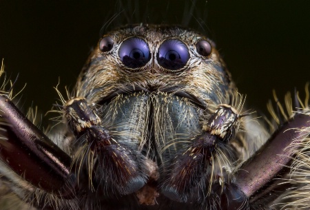 Jumping spider