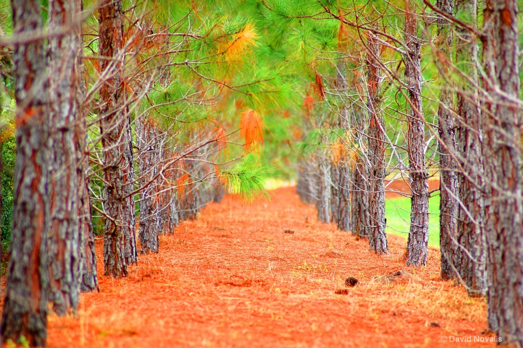 Walkway of Colors